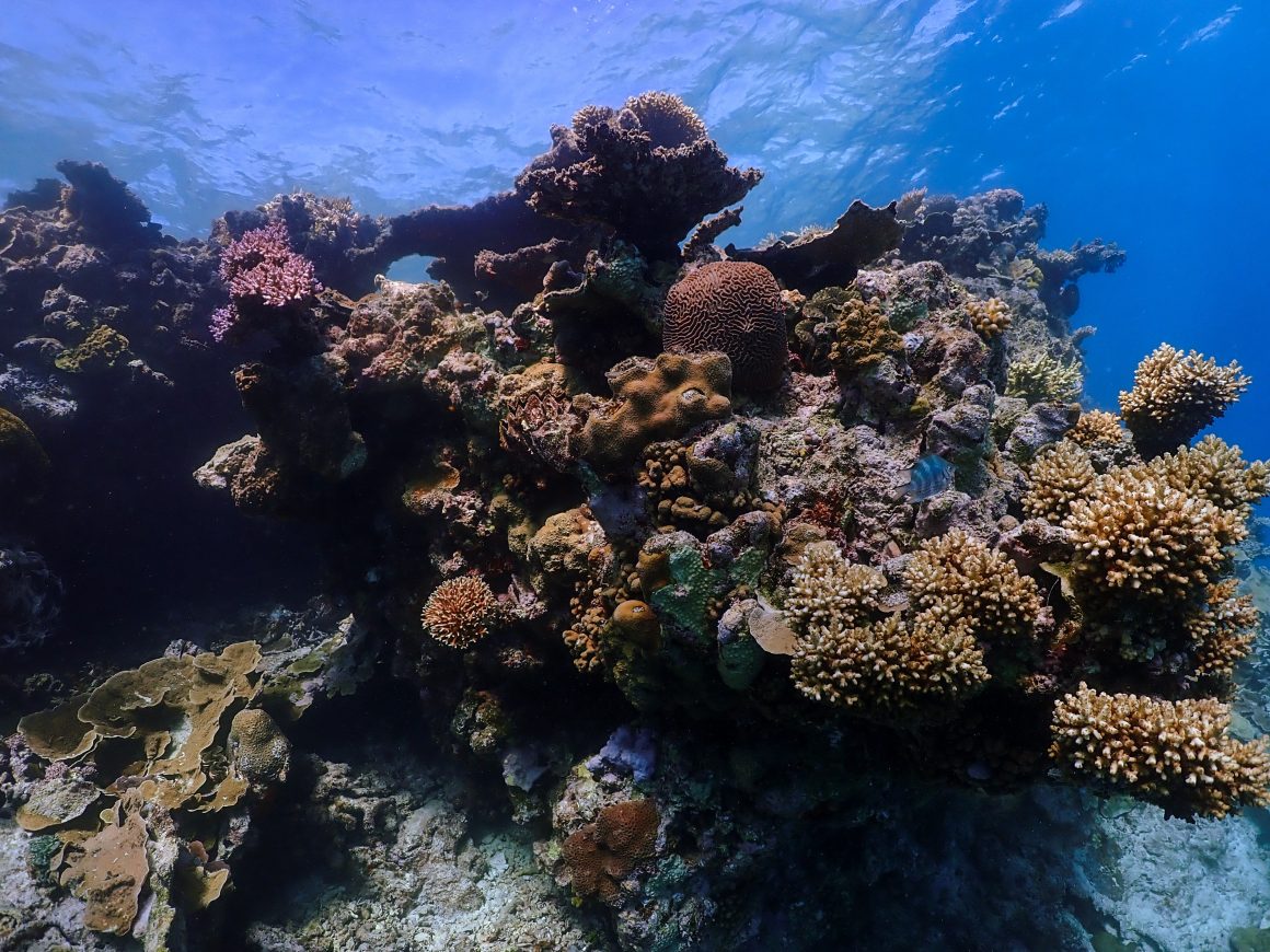 Endangered Places: The Great Barrier Reef