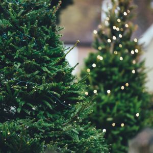 I’m dreaming of a Green Christmas – Tipps & Tricks für ein nachhaltigeres Weihachtsfest