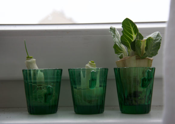 Regrowing – Zimmerpflanzen aus Gemüseresten