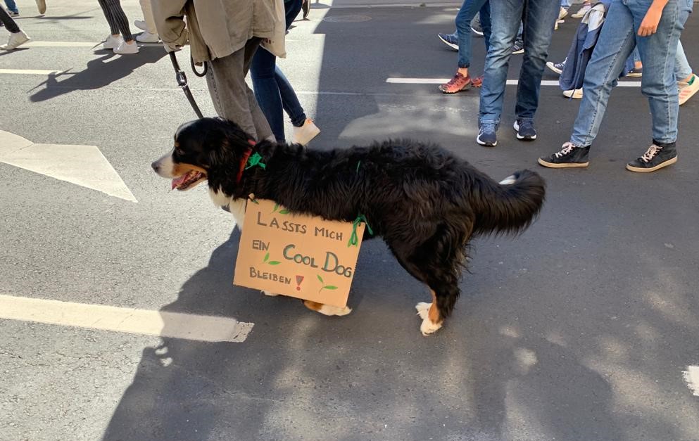 Hund mit Streikschild. Passen Klimajournalismus und Aktivismus zusammen?