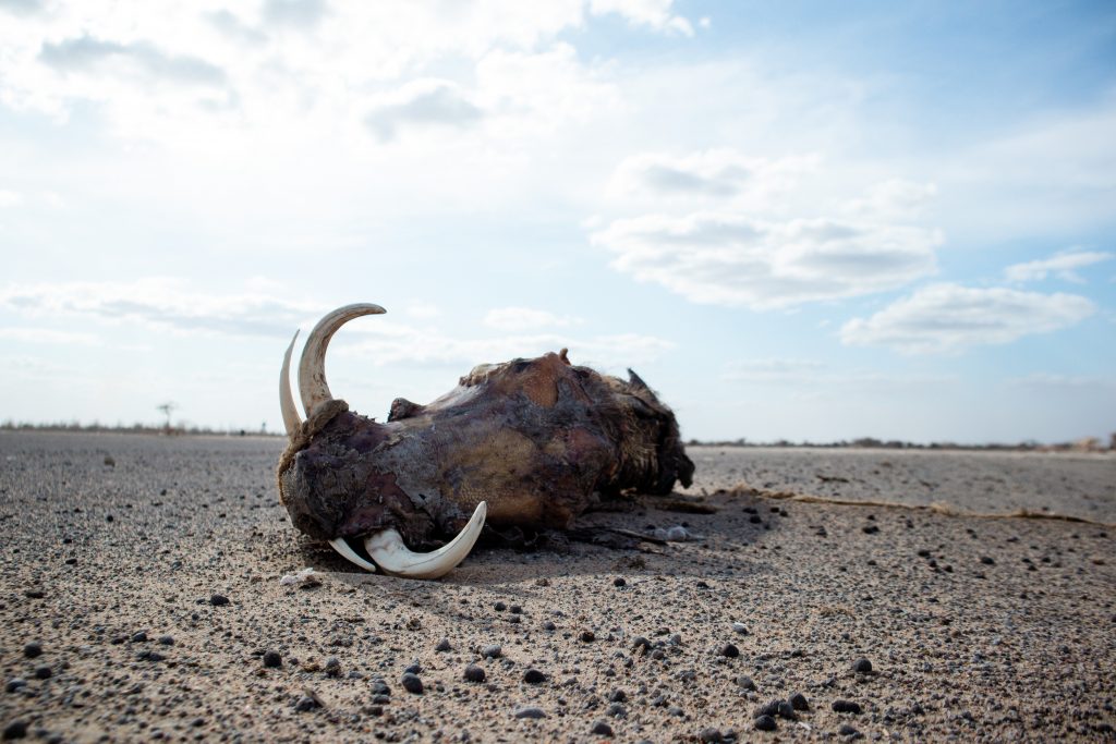 Ein totes Wildschwein in einer Wüstenlandschaft. Die Zähne sind groß zu sehen. | Foto: Kevin Ochieng