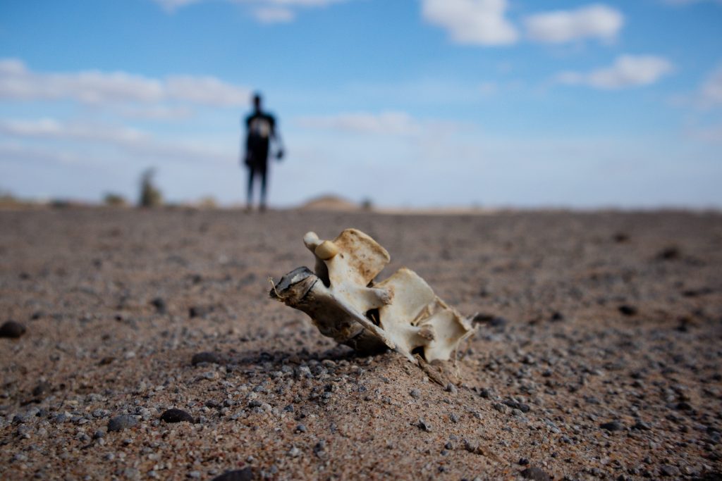 Im Vordergrund ist ein Teil der Wirbelsäule eines Tiers im Sand, auf den Knochen ist fokussiert, im Hintergrund ist verschwommen ein Mann zu sehen. | Foto: Kevin Ochieng
