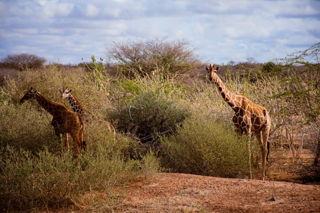 Drei Giraffen, zwei davon schauen in die Kamera. Die dritte frisst an einem Strauch. Die Giraffen stehen zwischen einigen mannshohen Sträuchern. | Foto: Kevin Ochieng