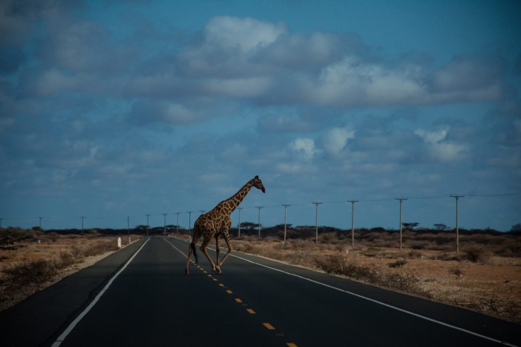 Eine Giraffe rennt über eine asphaltierte Hautstraße. Eine Stromleitung ist zu sehen. Der Himmel ist bewölkt. | Foto: Kevin Ochieng