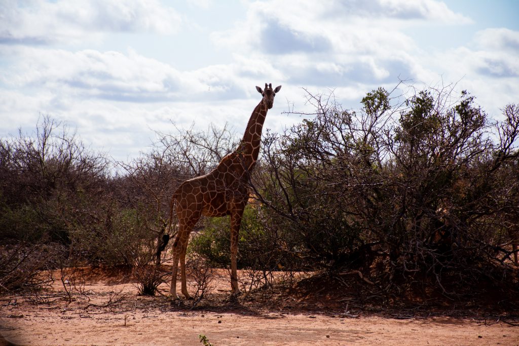 Eine Giraffe blickt in die Kamera, sie steht neben halbkargen Sträuchern. | Foto: Kevin Ochieng