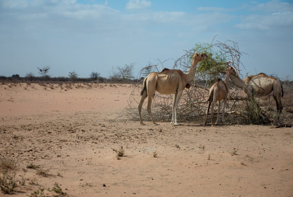 Drei Dromedare fressen an einem kargen Strauch. Die Landschaft herum ist voll Sand, eine Wüste, im Hintergrund sieht man einige Sträucher. | Foto: Kevin Ochieng