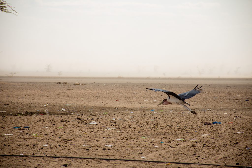 Ein Vogel fliegt über eine karge, mit Müll überzogene Landschaft. | Foto: Kevin Ochieng