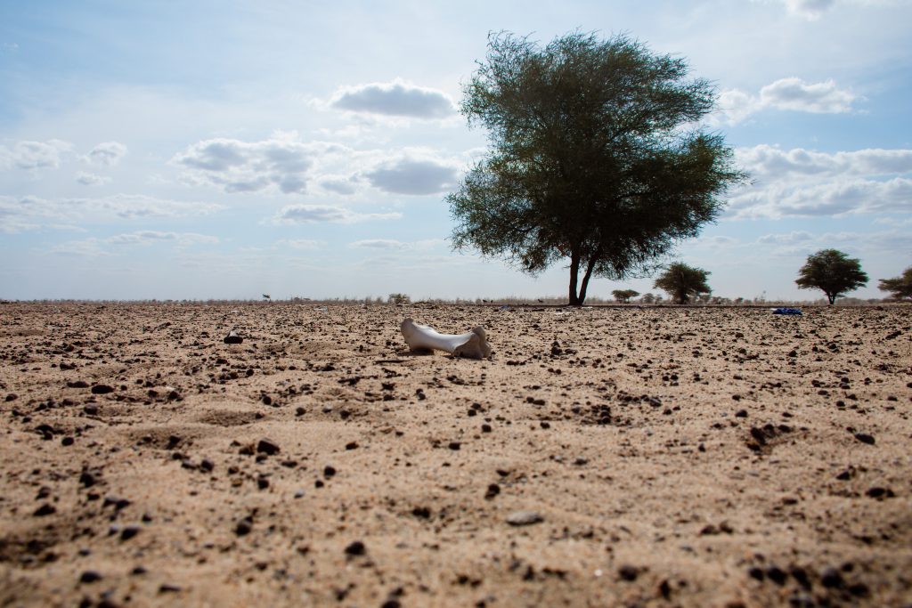 Ein Knochen, auf den fokussiert ist, und dahinter steht ein großer Baum, dahinter einige kleinere. Sonst nur Staub und Wüste. | Foto: Kevin Ochieng